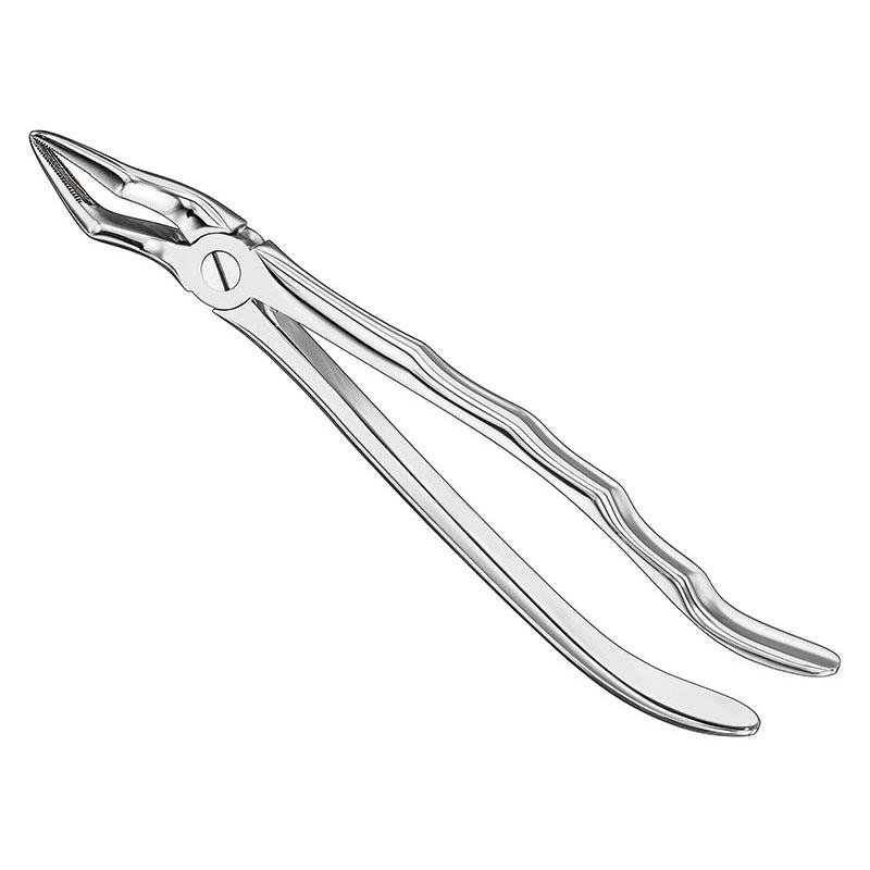 Extracting Forceps Anatomical — Size 51 — Size 51 (SKS-DEN-0080)